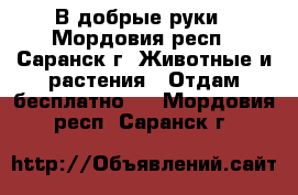 В добрые руки - Мордовия респ., Саранск г. Животные и растения » Отдам бесплатно   . Мордовия респ.,Саранск г.